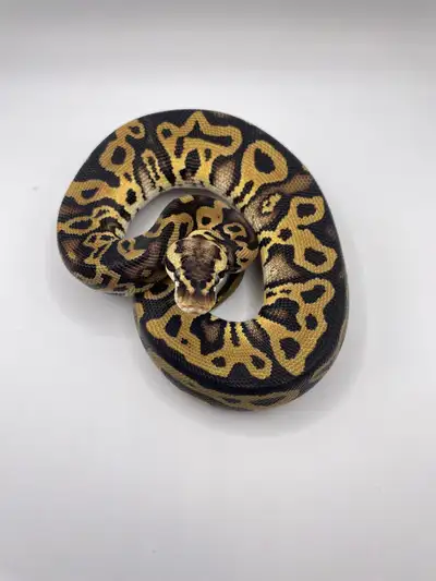 Leopard pastel 100% het clown pos yellow belly male Eating f/t rats weekly