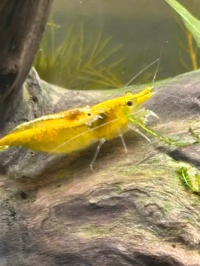 yellow neocaridina shrimp , View more