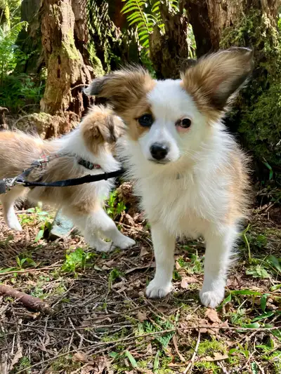6 month Mini Australian Shepherd Papillon pup, View more