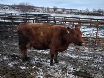 butcher cow, View more