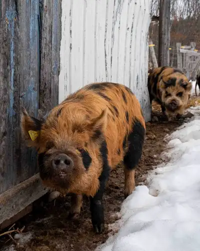 We have one breeding pair of unrelated kunekune pigs available. One gilt to AKKPS: 31692 she's black...
