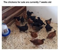 Pullets (pre-laying Chickens) FOR SALE