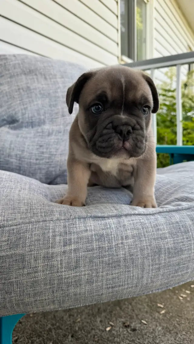chiot Bulldog bouledogue anglais  , English BULLDOG in Dogs & Puppies for Rehoming in Laval / North Shore - Image 3