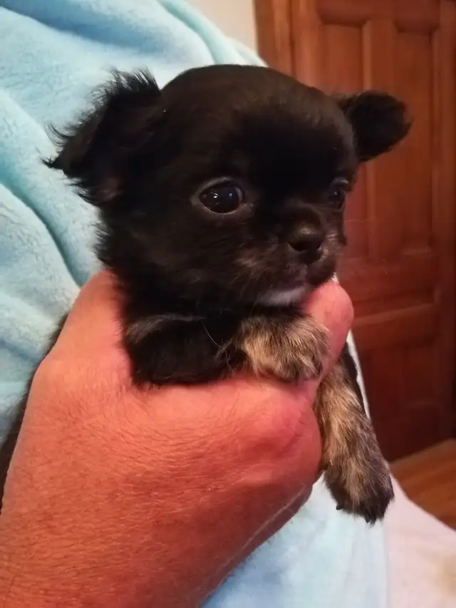 PURE CHIHUAHUA PUPPY in Dogs & Puppies for Rehoming in Ottawa - Image 9