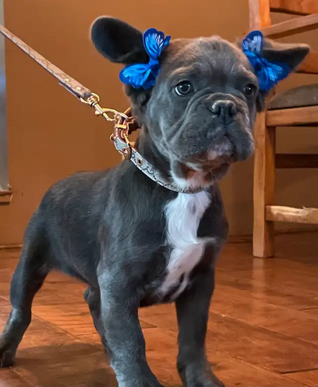 French Bulldog Puppy Blue Fluffy in Dogs & Puppies for Rehoming in Edmonton - Image 7