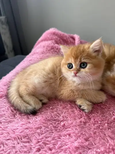 Meet our beautiful British Shorthair kitten – a precious girl with a stunning Black Golden Chinchill...
