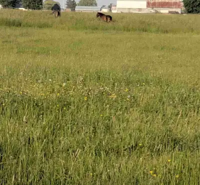 ISO horse property