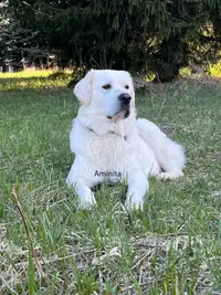Rare Tatra Guardian Pups For Sale