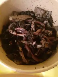 Fishing  or feeder worms