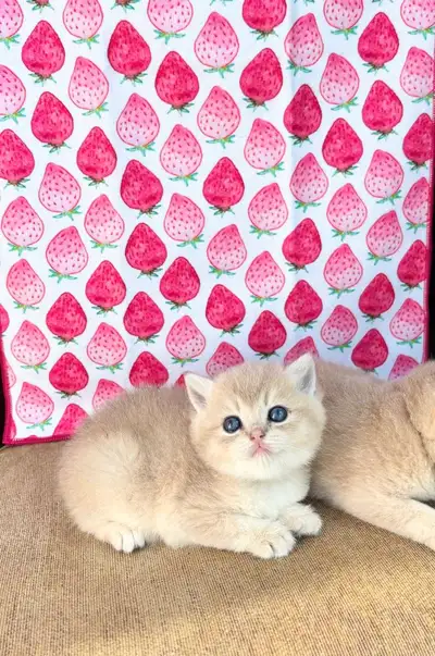 adorable purebred kittens for sale , View more