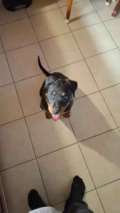 Rottweiler, View more