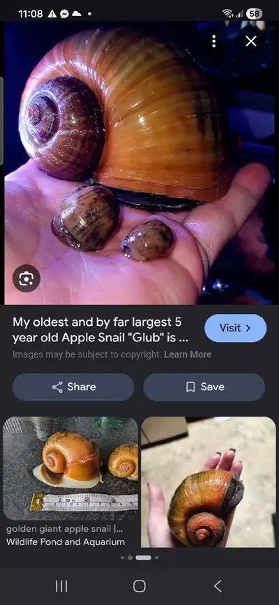 Hi i am looking for this large variety of snail if you have any or know anyone who does please let m...