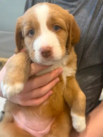 Bernedoodle puppies !, View more