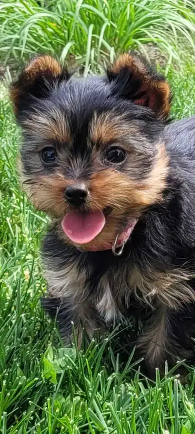 Purebred Yorkshire Terrier Puppies, View more
