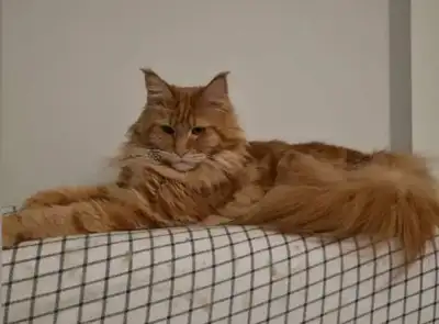 Xl European mainecoon. 9 month old kitten. Not fixed, View more
