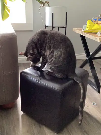 Chat Bengal femelle âgée de 8 ans pur sang avec certificat. Couleur noire, dégriffée, stérilisée, vi...