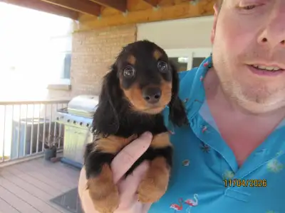 Miniature Dachshund Puppies, View more