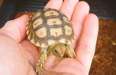 Captive bred baby Sulcata Healthy, active and eating well $750 final price / no trades