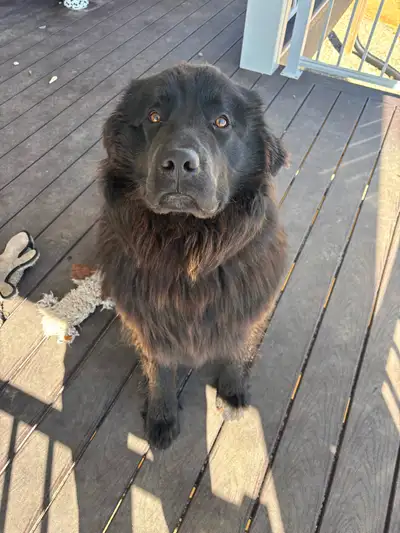 Newfie Farm Dog for Rehoming, View more