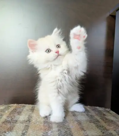 Adorable chaton persan (vermifugé et affectueux), View more