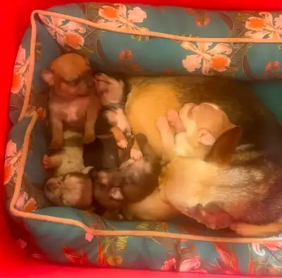 Chihuahua puppies , View more