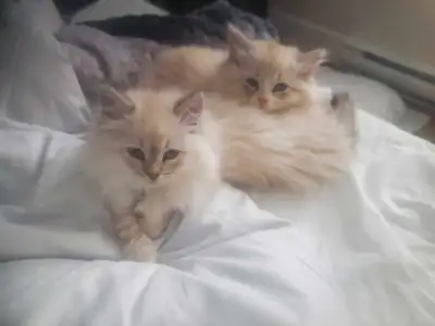 Purebred Siberian kittens
