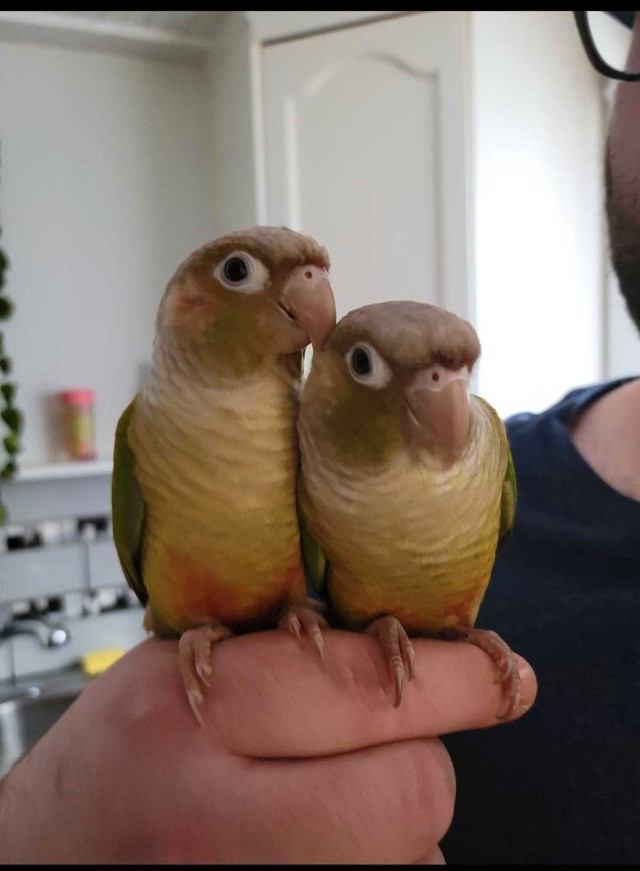 Couple perroquet conure in Birds for Rehoming in Gatineau - Image 2