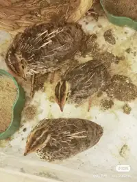 baby quails