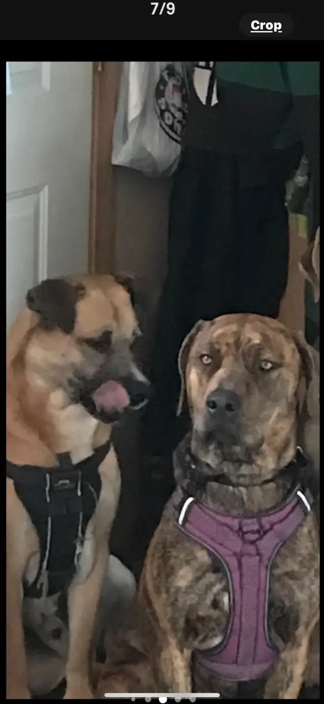 English mastiff cross Serbian mastiff puppies in Dogs & Puppies for Rehoming in Edmonton - Image 9