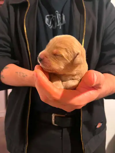 Chiots Golden retriever à vendre, View more