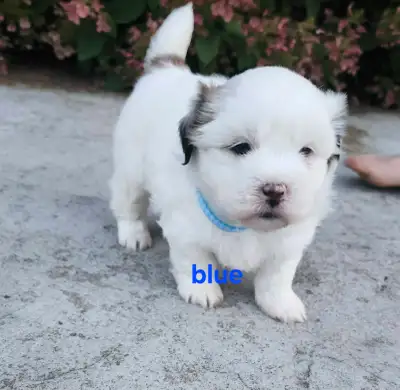 Malshi puppies , View more