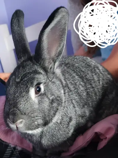 Rabbit for Rehoming, View more