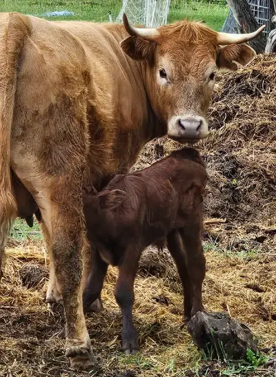 Selling as a pair. Our Bony (Angus mix) calfed during a Thunderstorm, June 2nd. So we named the bull...