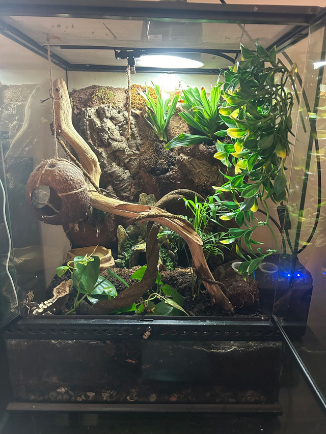 Gecko avec terrarium 24" X 18" et accessoires  in Reptiles & Amphibians for Rehoming in Gatineau - Image 3