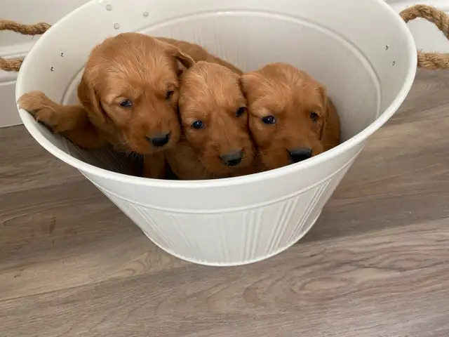 Purebred Red Retriever Puppies in Dogs & Puppies for Rehoming in Norfolk County - Image 4