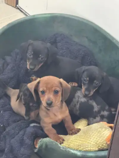 These adorable Miniature Dachshund puppies are almost ready for their forever homes . They are playf...