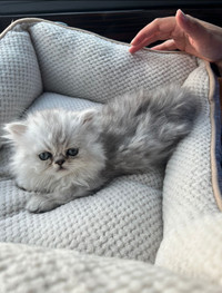 Adorable persian cat to rehome