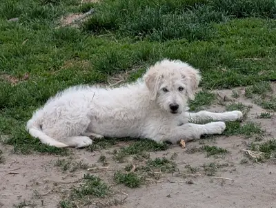 Dû a une cancelation j'ai une belle aussidoodle elle est magnifique très affectueuse elle adore joue...
