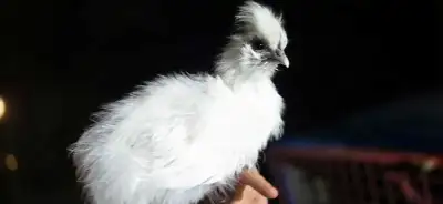 Sizzle and Silkie Chickens , View more