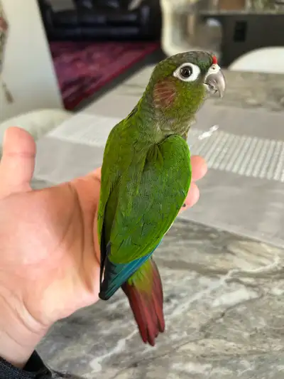 Beautiful Baby Rose Crown Conure , View more