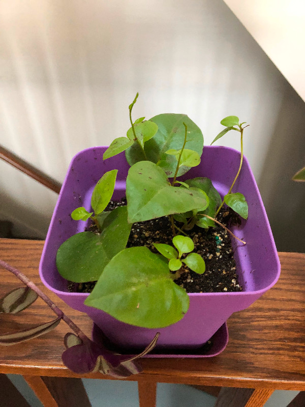5 small plants with pot . Please read description. in Other in Calgary - Image 4