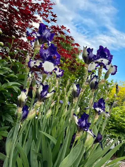 Perennial Tall Fragrant Bearded Iris , View more