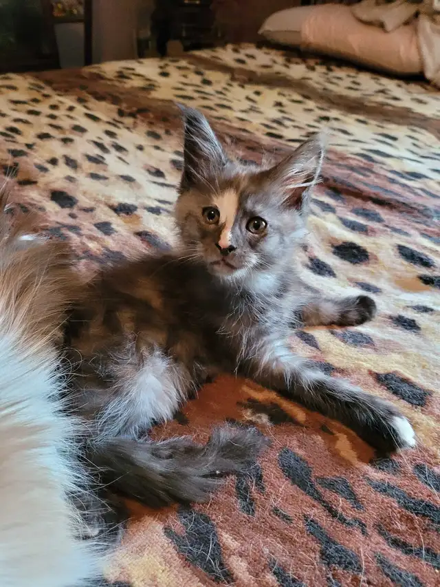 Litter of 5 mainecoon Kittens in Cats & Kittens for Rehoming in Bridgewater - Image 4