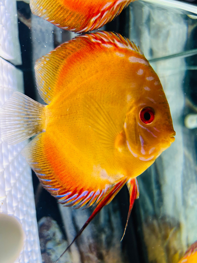 F/S Discus  in Fish for Rehoming in La Ronge - Image 2