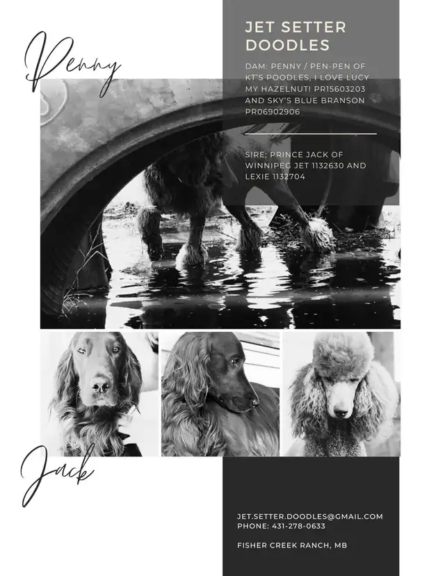 Jet Setter Doodles — Irishdoodle Puppies in Dogs & Puppies for Rehoming in Winnipeg - Image 10