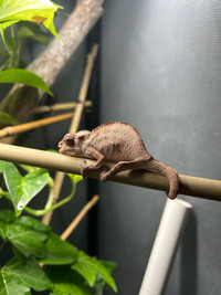 Baby panther chameleon