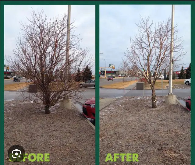 STUMP Grinding & TREE Removal – BOOK NOW - Best Price!62863711333761122