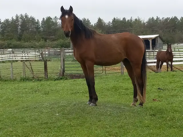 Athletic 5yo Crabbet Arabian filly for sale in Horses & Ponies for Rehoming in Owen Sound - Image 6