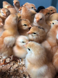 Barnyard mix  chicks