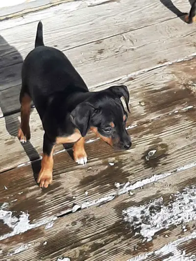 Miniature Pinscher Puppies, View more